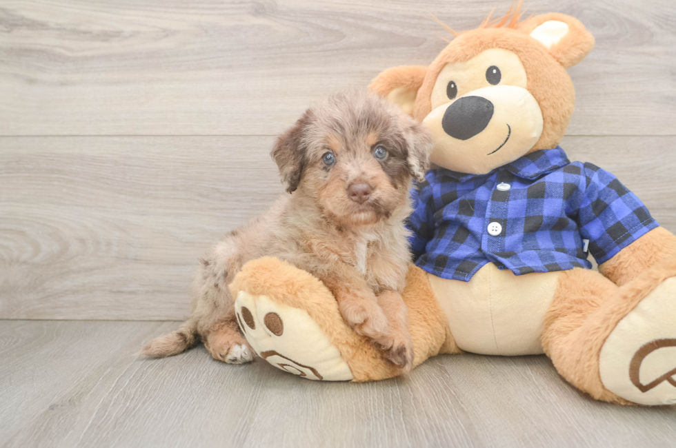 5 week old Mini Labradoodle Puppy For Sale - Fairfield Furbabies