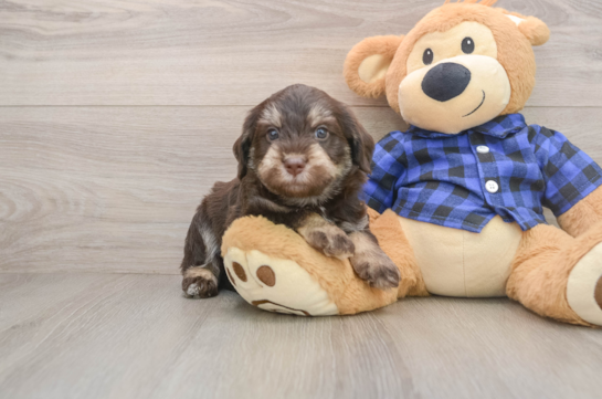 DASH, a Mini Labradoodle littermate