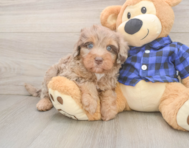 5 week old Mini Labradoodle Puppy For Sale - Fairfield Furbabies