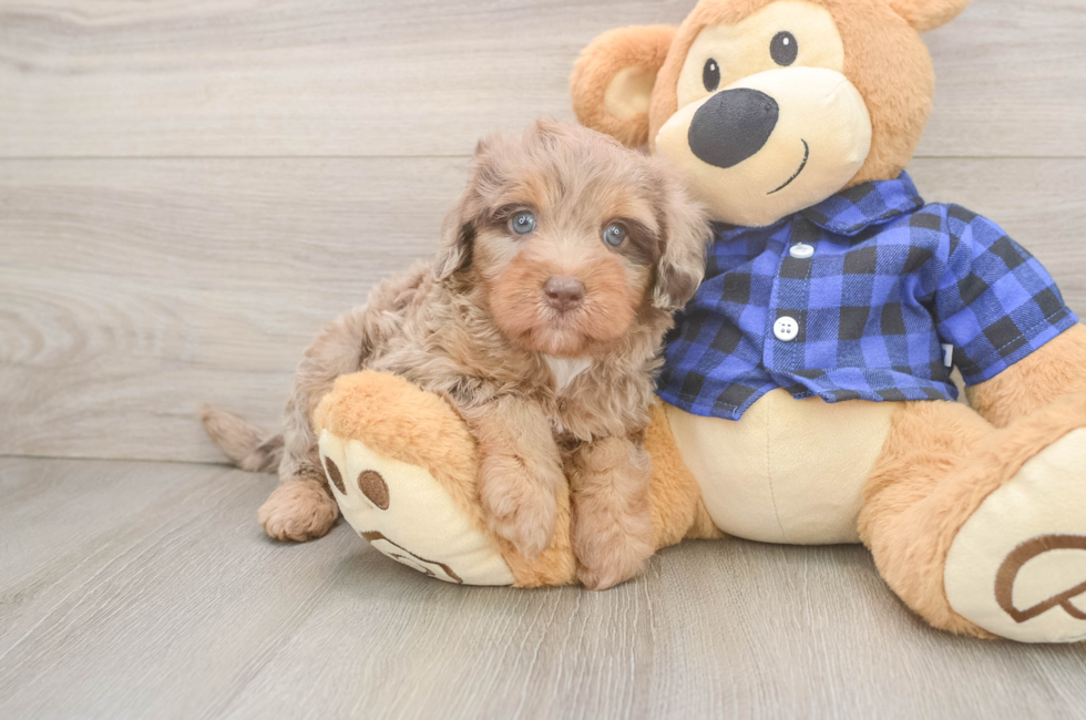 5 week old Mini Labradoodle Puppy For Sale - Fairfield Furbabies