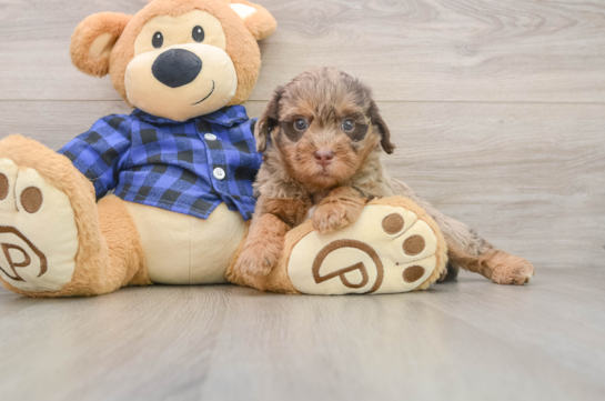 DELLA, a Mini Labradoodle littermate