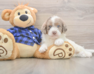 7 week old Mini Labradoodle Puppy For Sale - Fairfield Furbabies
