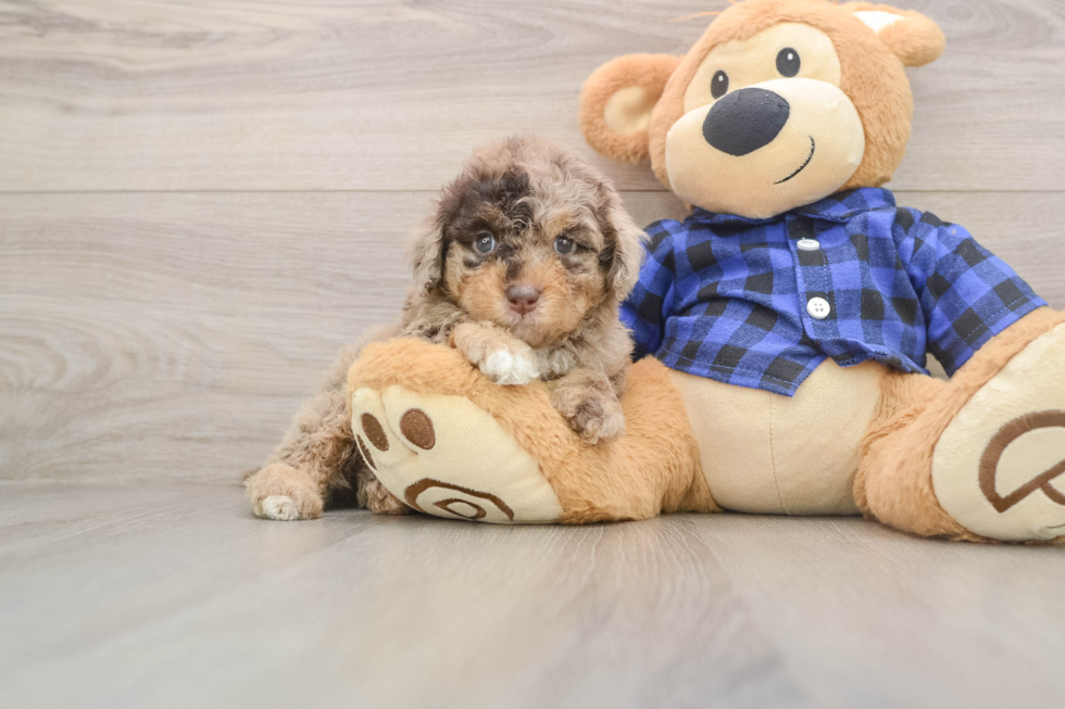 Cute Mini Labradoodle Baby