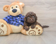 5 week old Mini Labradoodle Puppy For Sale - Fairfield Furbabies