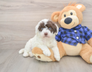 5 week old Mini Labradoodle Puppy For Sale - Fairfield Furbabies