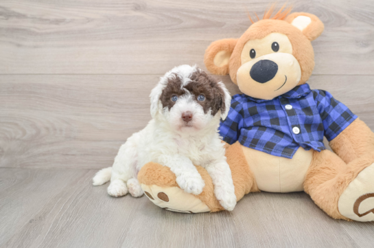 Best Mini Labradoodle Baby