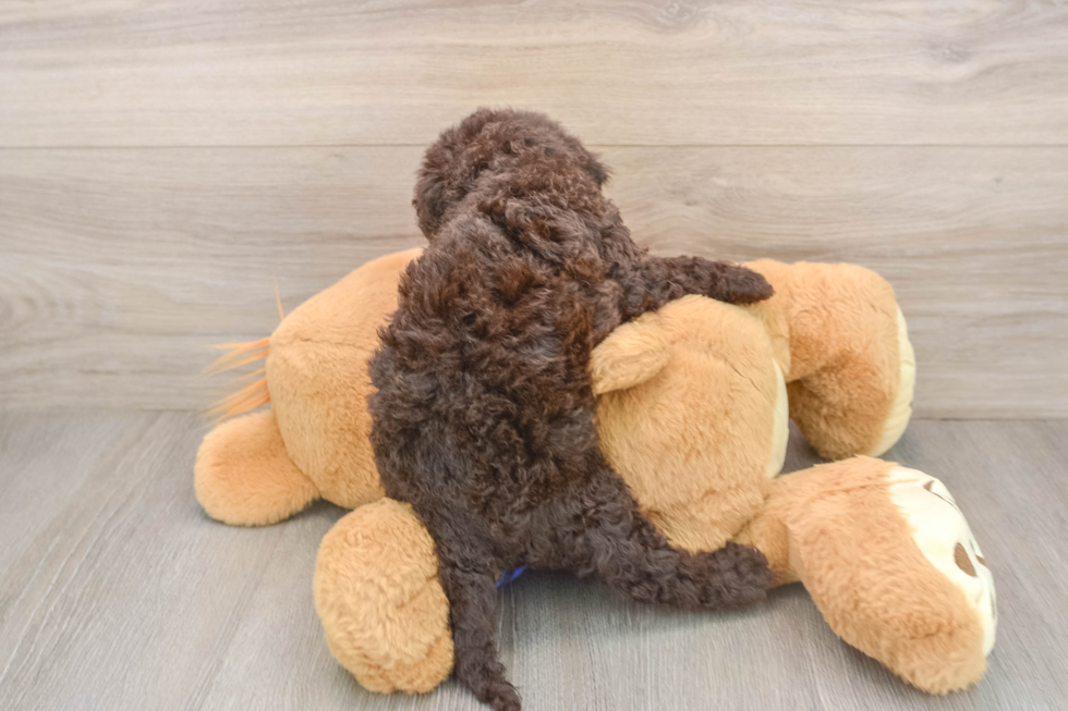 Best Mini Labradoodle Baby