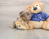 5 week old Mini Labradoodle Puppy For Sale - Fairfield Furbabies
