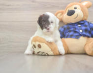 6 week old Mini Labradoodle Puppy For Sale - Fairfield Furbabies
