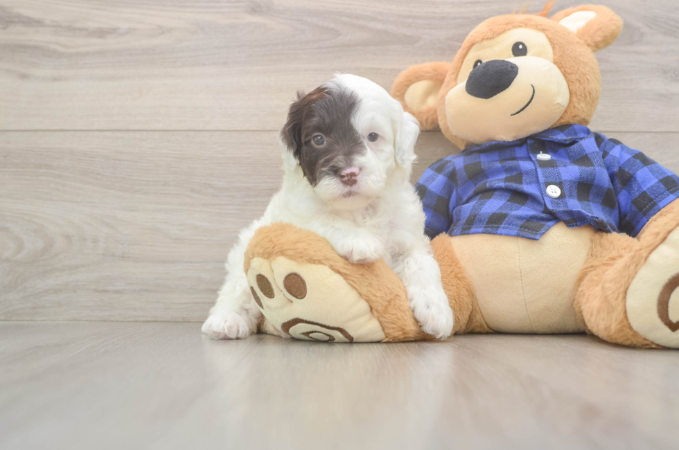 6 week old Mini Labradoodle Puppy For Sale - Fairfield Furbabies