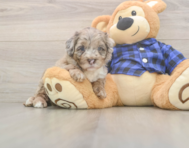 6 week old Mini Labradoodle Puppy For Sale - Fairfield Furbabies
