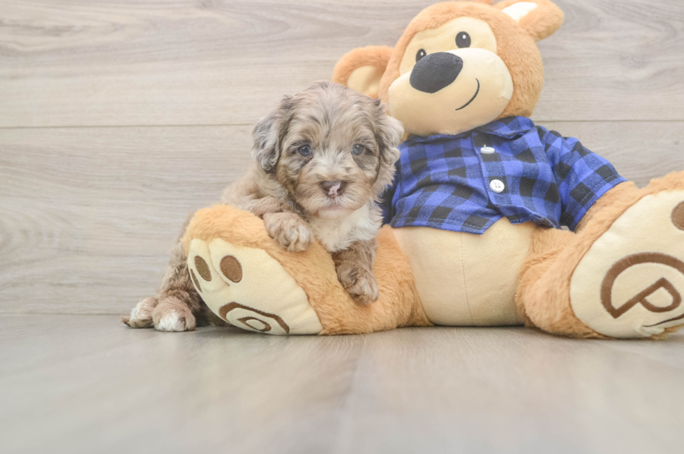 6 week old Mini Labradoodle Puppy For Sale - Fairfield Furbabies