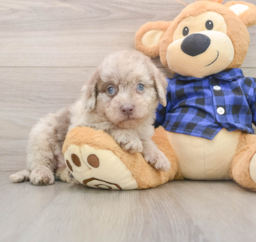 7 week old Mini Labradoodle Puppy For Sale - Fairfield Furbabies