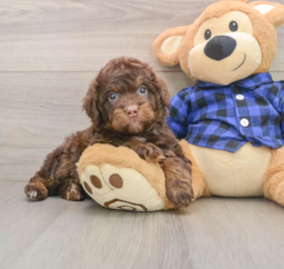 7 week old Mini Labradoodle Puppy For Sale - Fairfield Furbabies