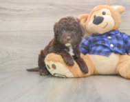 6 week old Mini Labradoodle Puppy For Sale - Fairfield Furbabies