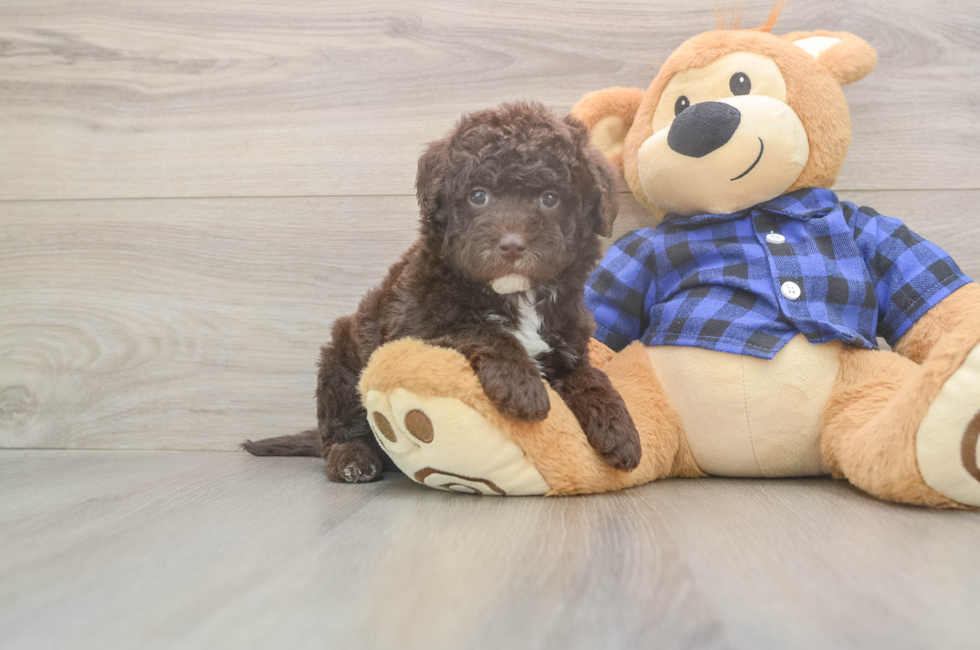 6 week old Mini Labradoodle Puppy For Sale - Fairfield Furbabies