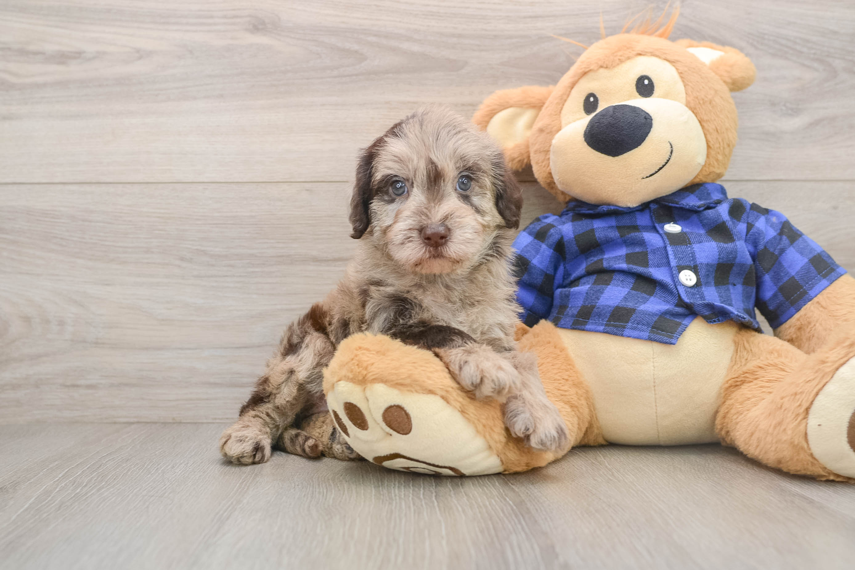 Cute Mini Labradoodle Baby