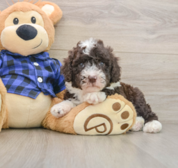 7 week old Mini Labradoodle Puppy For Sale - Fairfield Furbabies