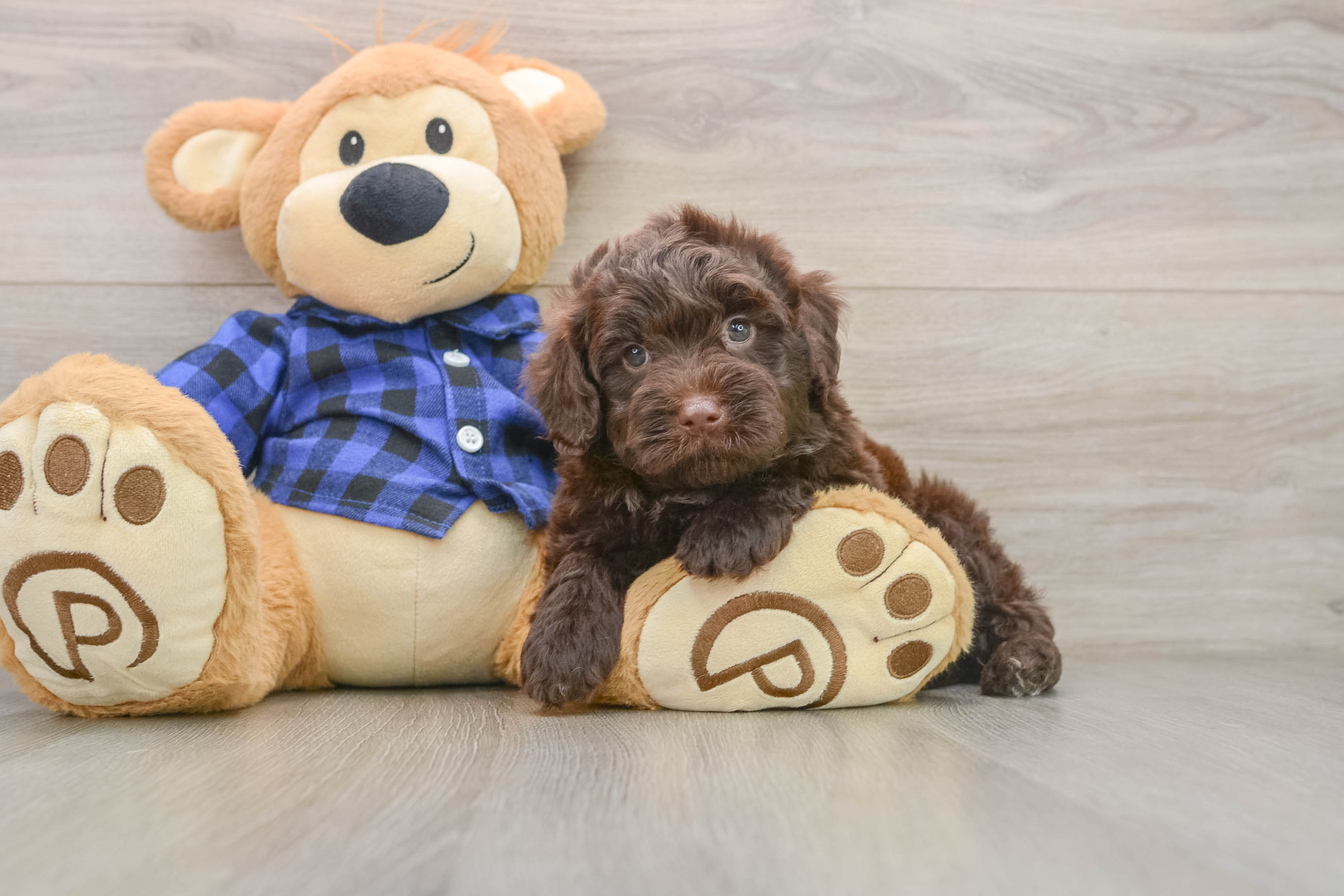 Mini Labradoodle Pup Being Cute