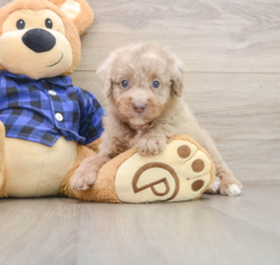 7 week old Mini Labradoodle Puppy For Sale - Fairfield Furbabies