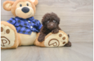 Mini Labradoodle Puppy for Adoption