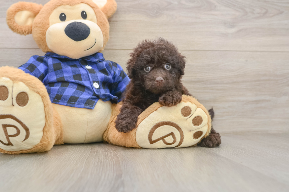 Mini Labradoodle Puppy for Adoption