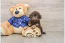 Energetic Labrapoo Poodle Mix Puppy