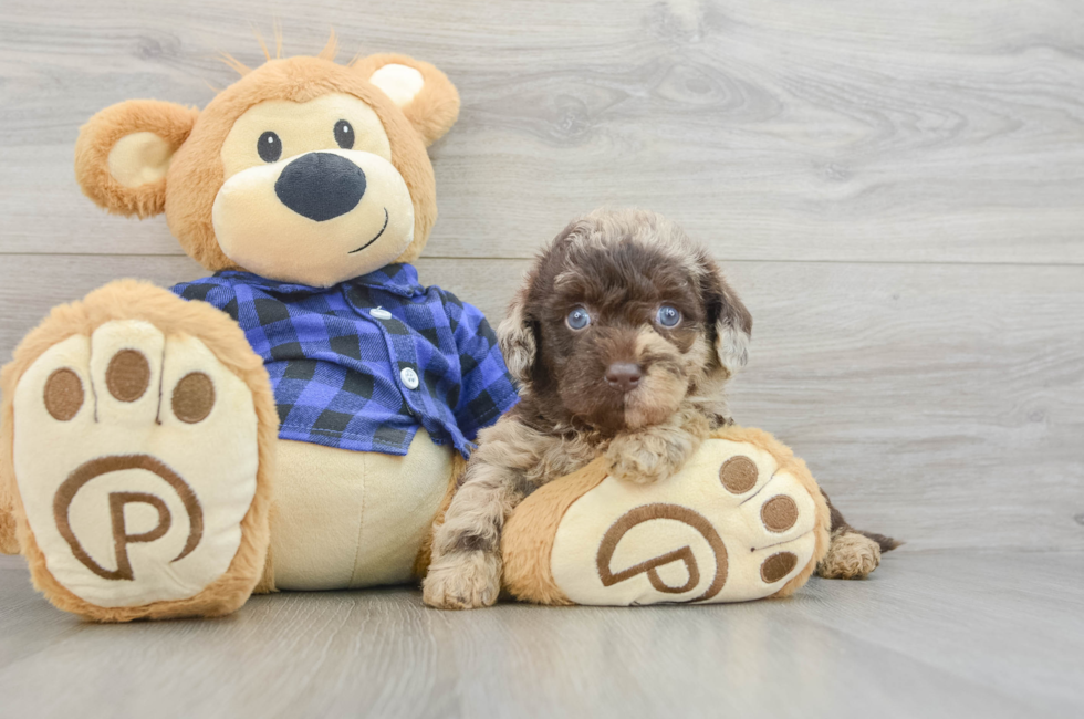 8 week old Mini Labradoodle Puppy For Sale - Fairfield Furbabies