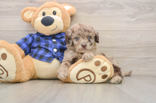 SEQUOIA, a Mini Labradoodle littermate