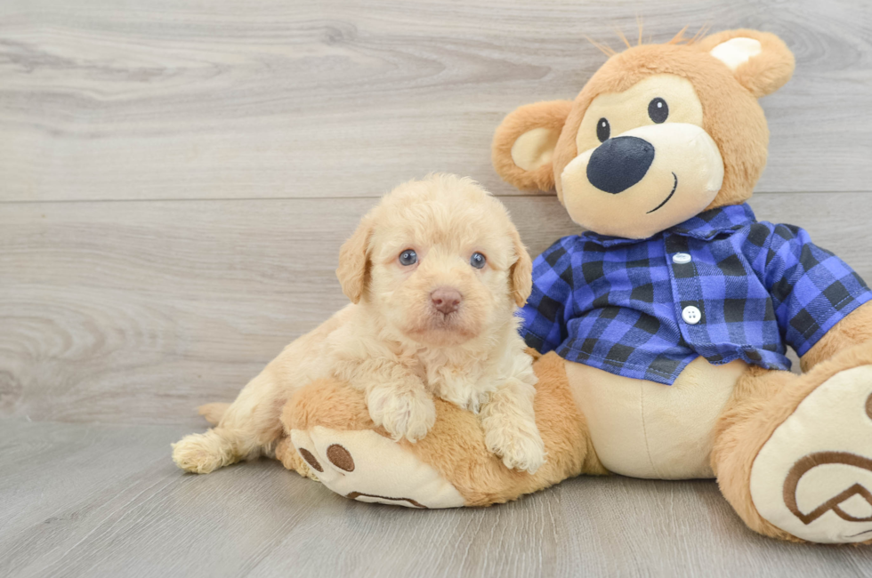 8 week old Mini Labradoodle Puppy For Sale - Fairfield Furbabies