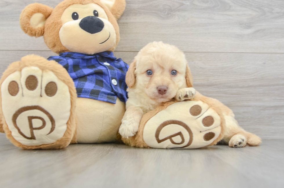 8 week old Mini Labradoodle Puppy For Sale - Fairfield Furbabies