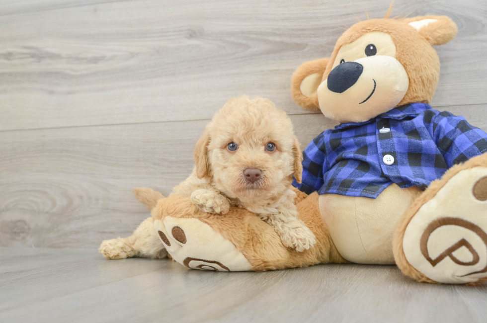 8 week old Mini Labradoodle Puppy For Sale - Fairfield Furbabies