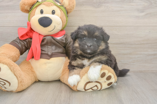 7 week old Mini Pomskydoodle Puppy For Sale - Fairfield Furbabies Cute Mini Pomskydoodle Baby