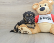 6 week old Mini Pomskydoodle Puppy For Sale - Fairfield Furbabies