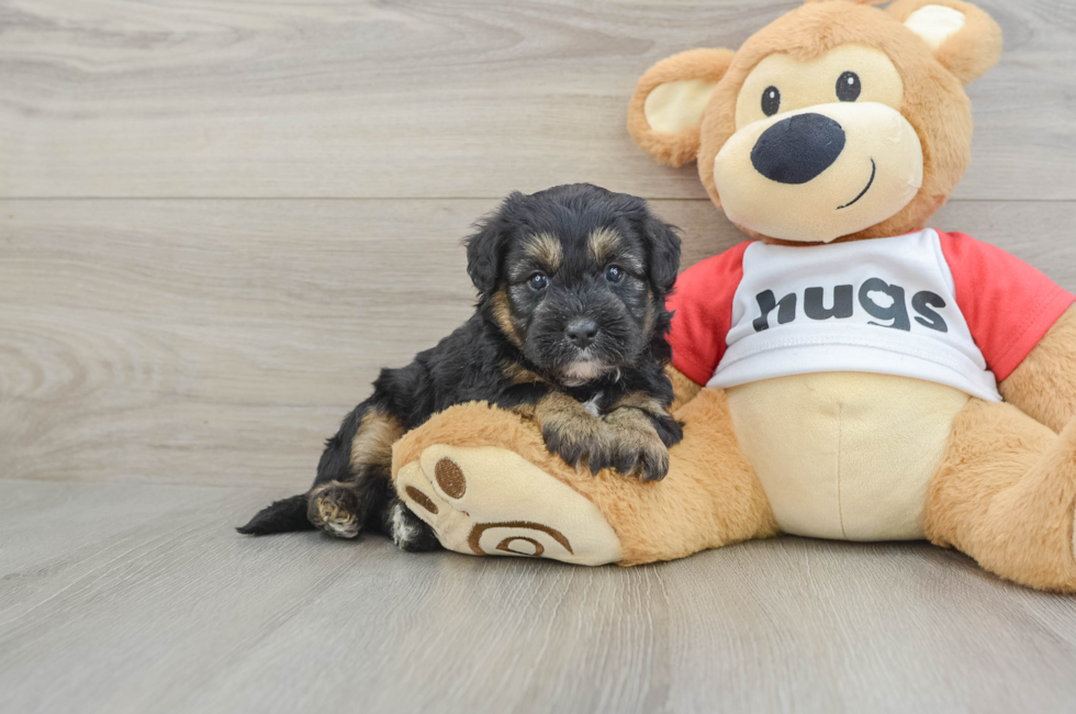 6 week old Mini Pomskydoodle Puppy For Sale - Fairfield Furbabies
