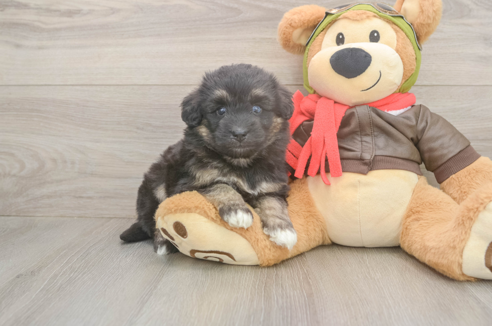 7 week old Mini Pomskydoodle Puppy For Sale - Fairfield Furbabies