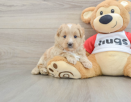 6 week old Mini Pomskydoodle Puppy For Sale - Fairfield Furbabies