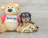 6 week old Mini Pomskydoodle Puppy For Sale - Fairfield Furbabies
