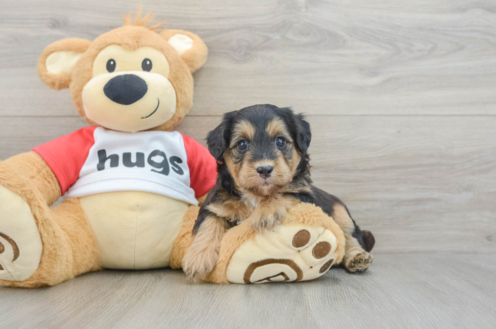 6 week old Mini Pomskydoodle Puppy For Sale - Fairfield Furbabies