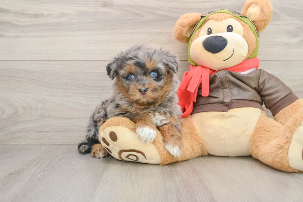 Little Mini Pomskydoodle Poodle Mix Puppy