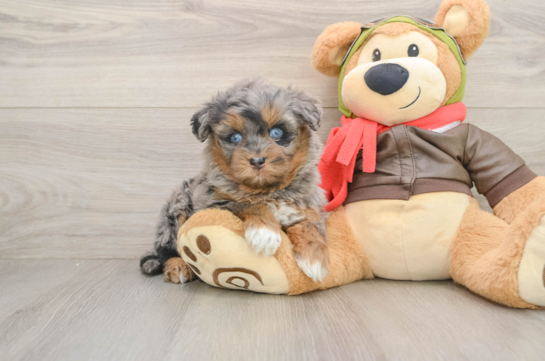 Little Mini Pomskydoodle Poodle Mix Puppy