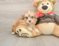 5 week old Mini Pomskydoodle Puppy For Sale - Fairfield Furbabies