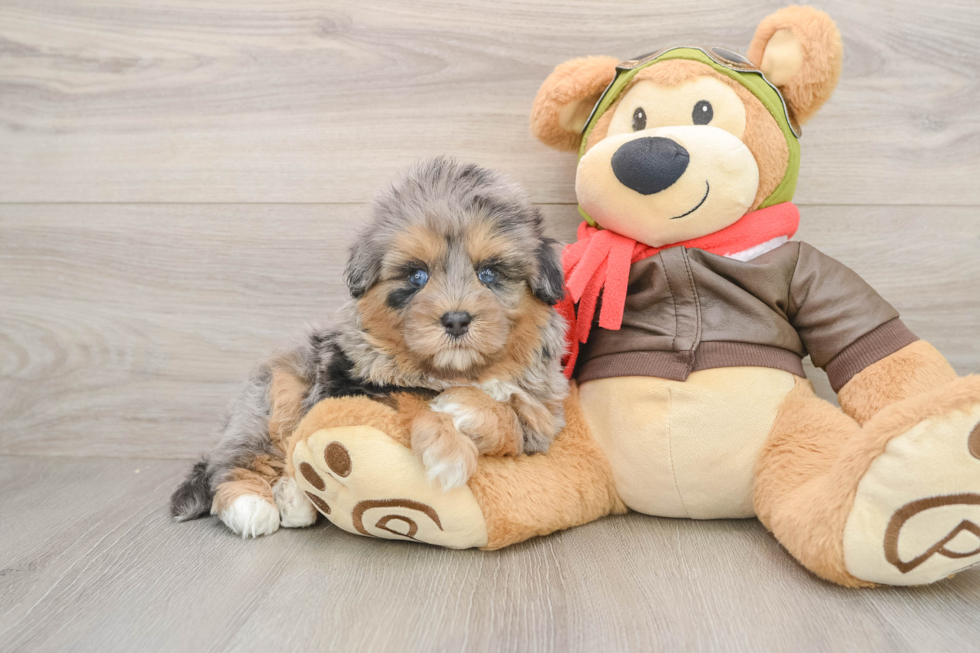 Mini Pomskydoodle Puppy for Adoption