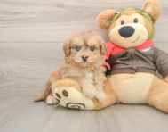 5 week old Mini Pomskydoodle Puppy For Sale - Fairfield Furbabies