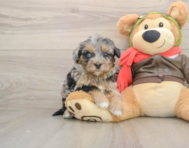 5 week old Mini Pomskydoodle Puppy For Sale - Fairfield Furbabies
