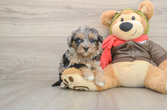 Petite Mini Pomskydoodle Poodle Mix Pup