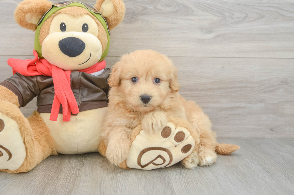 6 week old Mini Pomskydoodle Puppy For Sale - Fairfield Furbabies