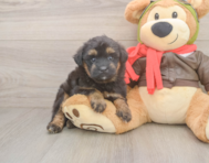 8 week old Mini Pomskydoodle Puppy For Sale - Fairfield Furbabies