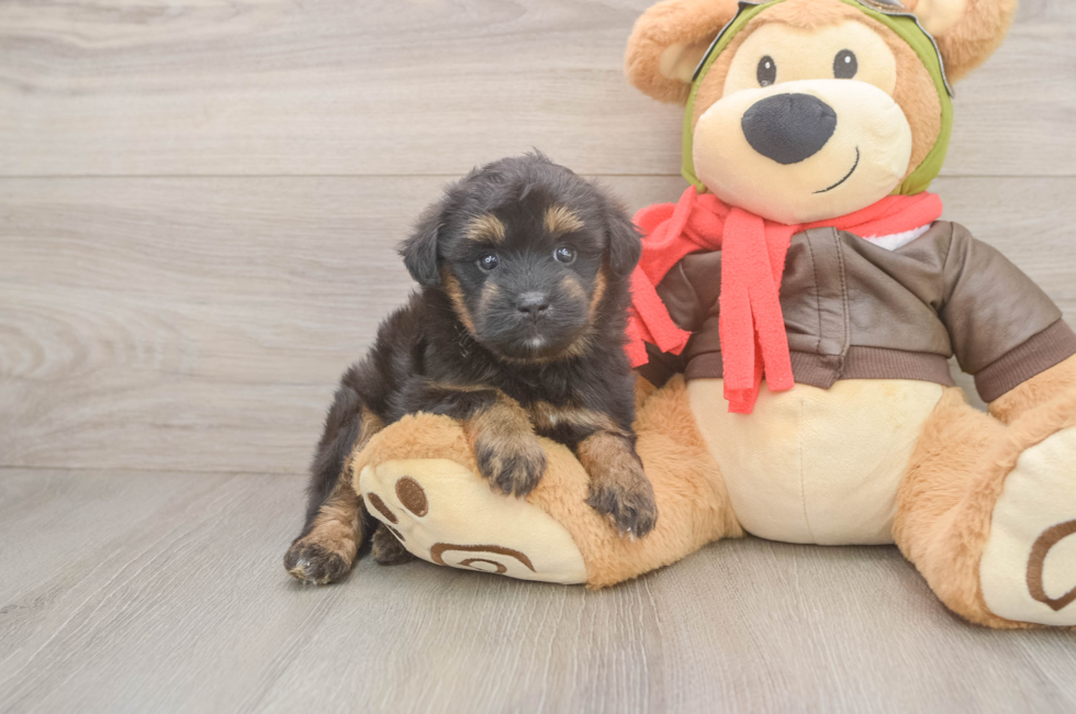 8 week old Mini Pomskydoodle Puppy For Sale - Fairfield Furbabies