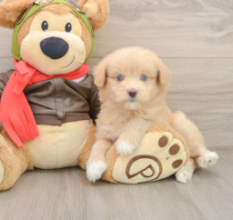 6 week old Mini Pomskydoodle Puppy For Sale - Fairfield Furbabies